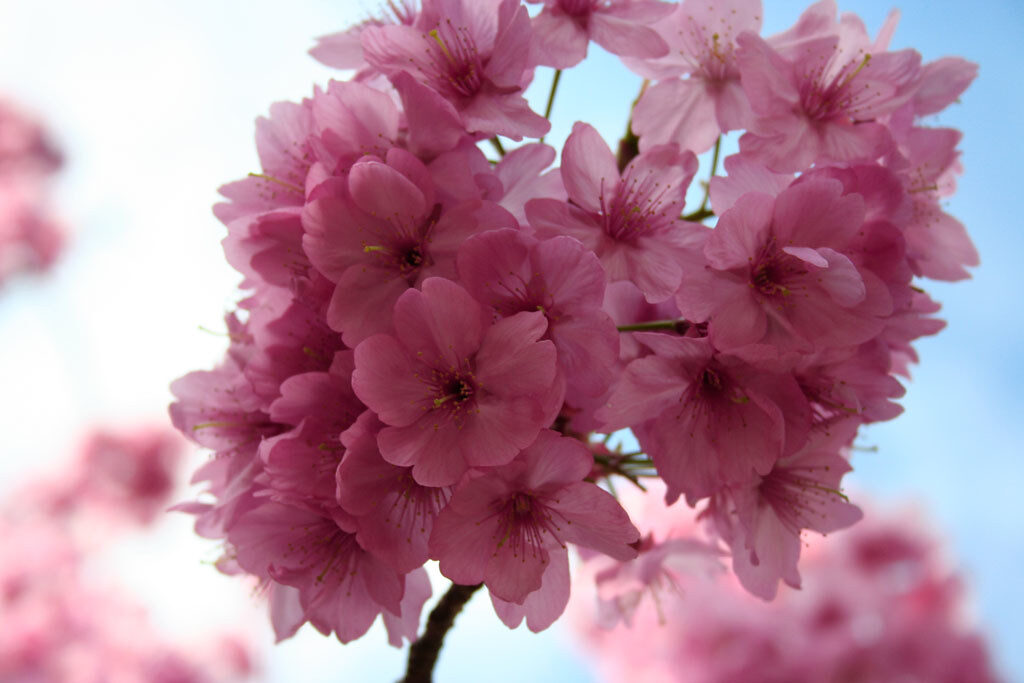 Students walking past cherry blossom trees
